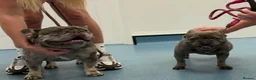 French Bulldog dogs for sale: Stunning French bulldog puppies in Crewe - Advert 1