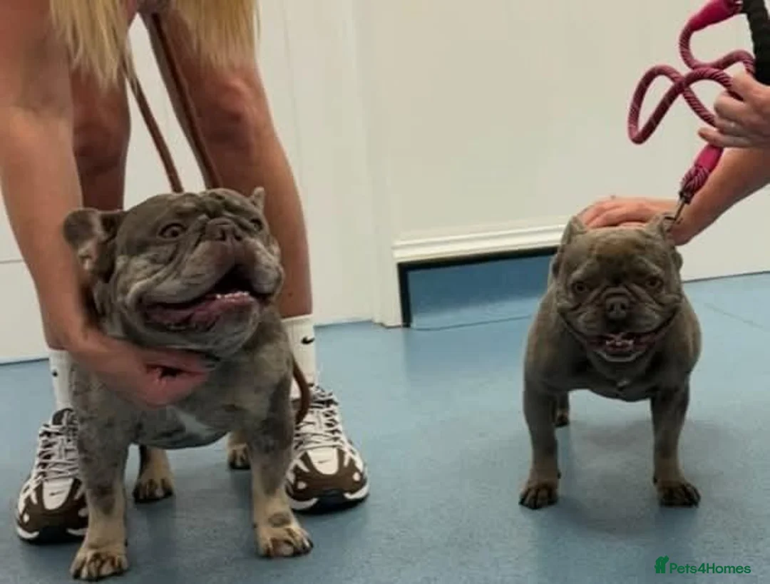 French Bulldog dogs for sale: Stunning French bulldog puppies in Crewe - Advert 1