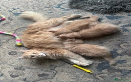 Maine Coon cats for sale: TICA registered pedigree Maine Coon kittens  - Image 16