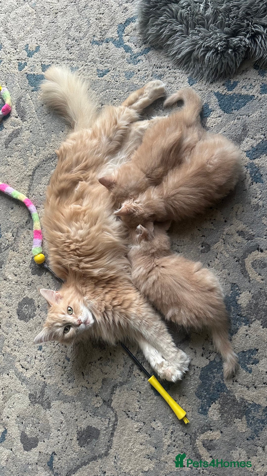 Maine Coon cats for sale: TICA registered pedigree Maine Coon kittens  - Image 16