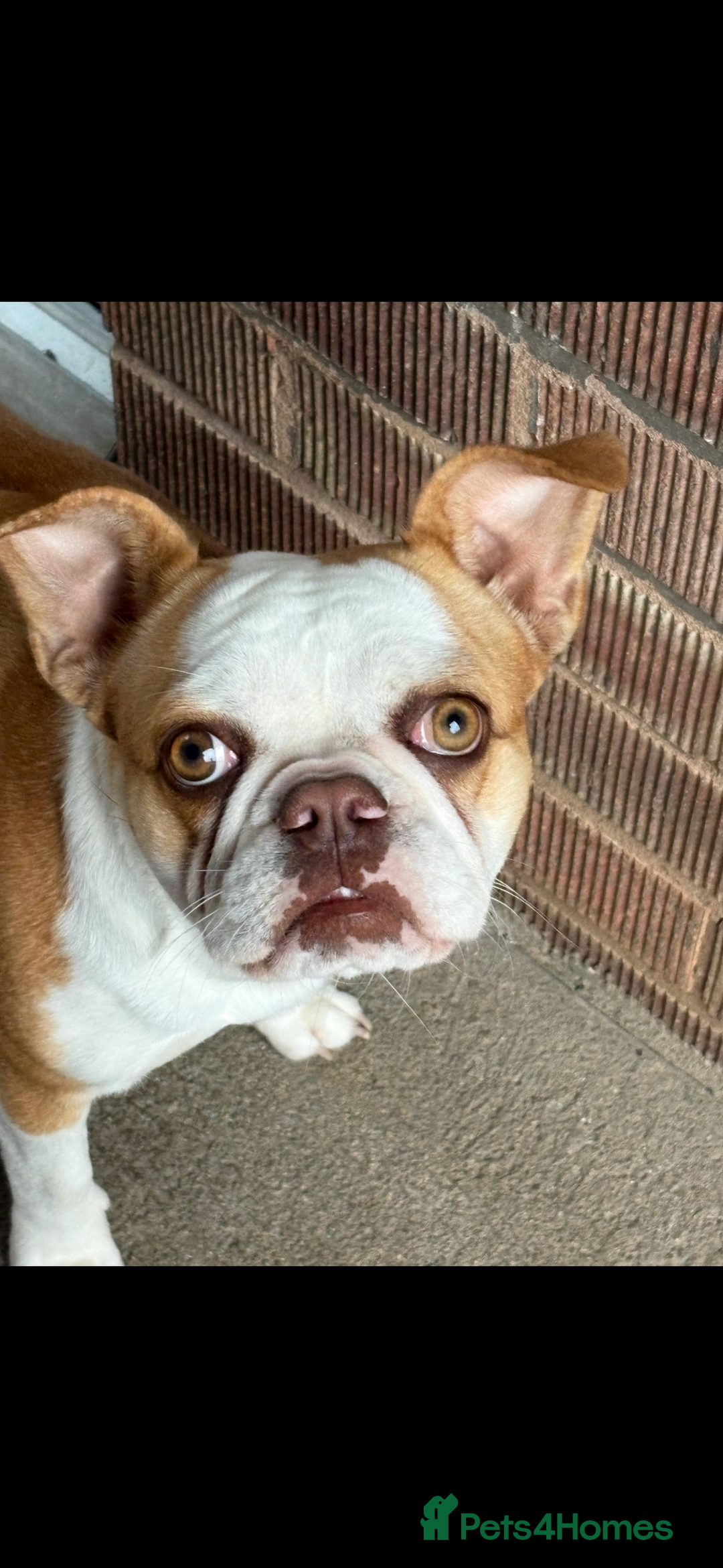 Mixed Breed dogs for sale: Lovely girl needing a home  - Advert 1