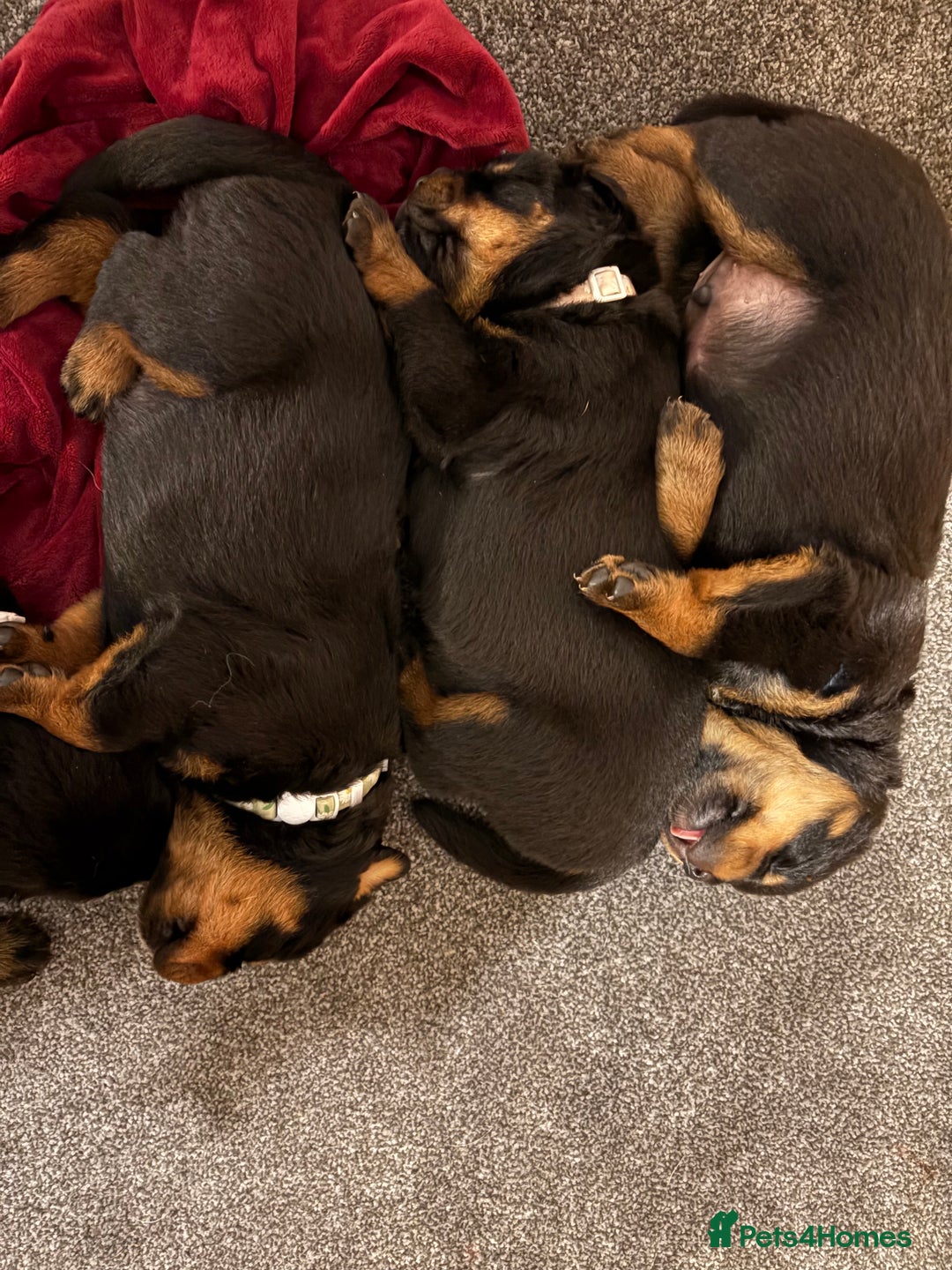 Rottweiler dogs for sale: 4 Gorgeous Rottweiler Puppies - Advert 16
