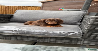 Miniature Dachshund dogs - Advert 15