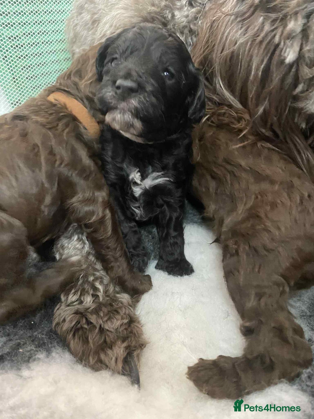 Cockapoo dogs for sale: Stunning F1b cockapoos - Image 3