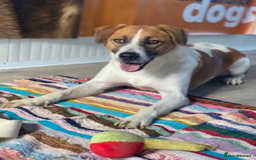 Mixed Breed dogs for adoption: Ricky - 1 application in 5 years!  - Image 3
