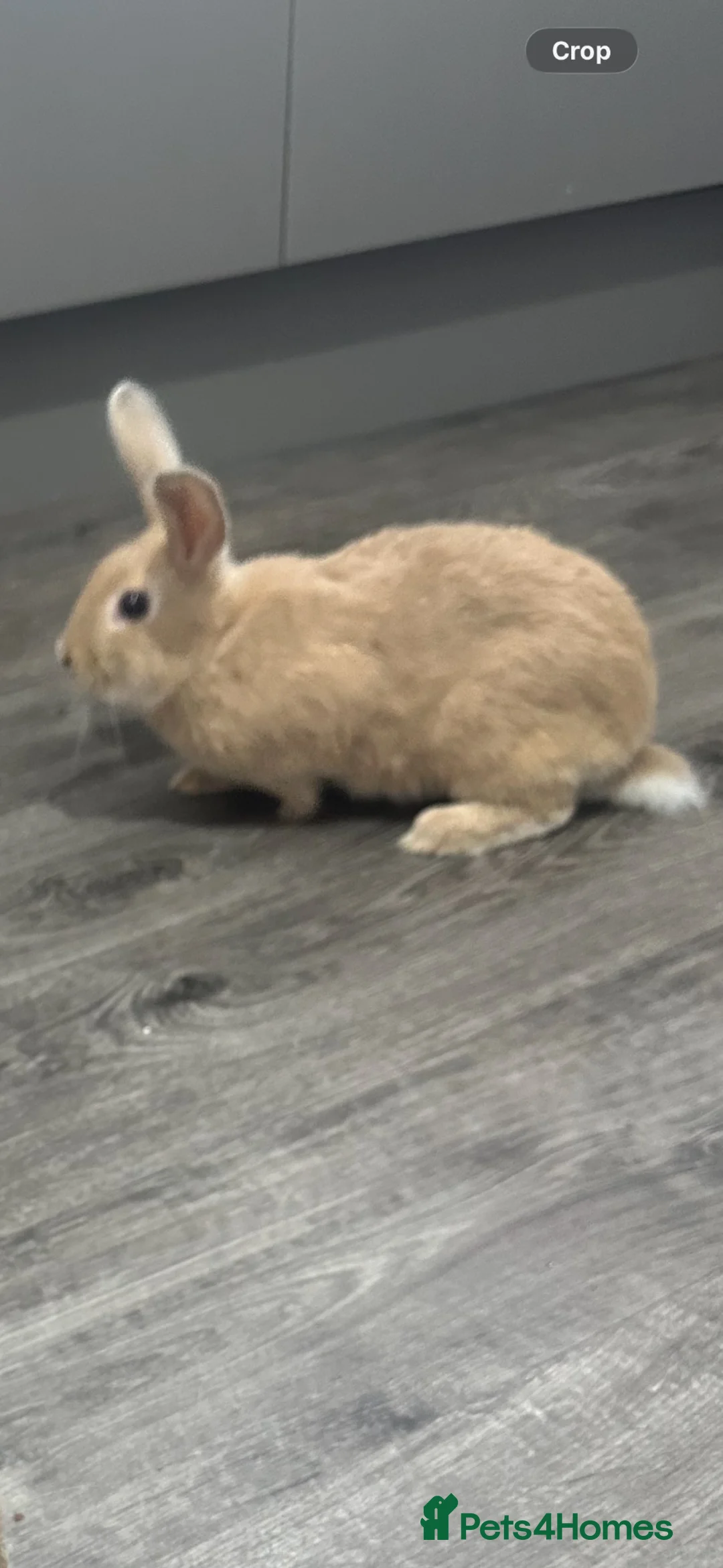 Mini Lop rabbits for sale: Mini lop x dutch in Newcastle - Advert 1