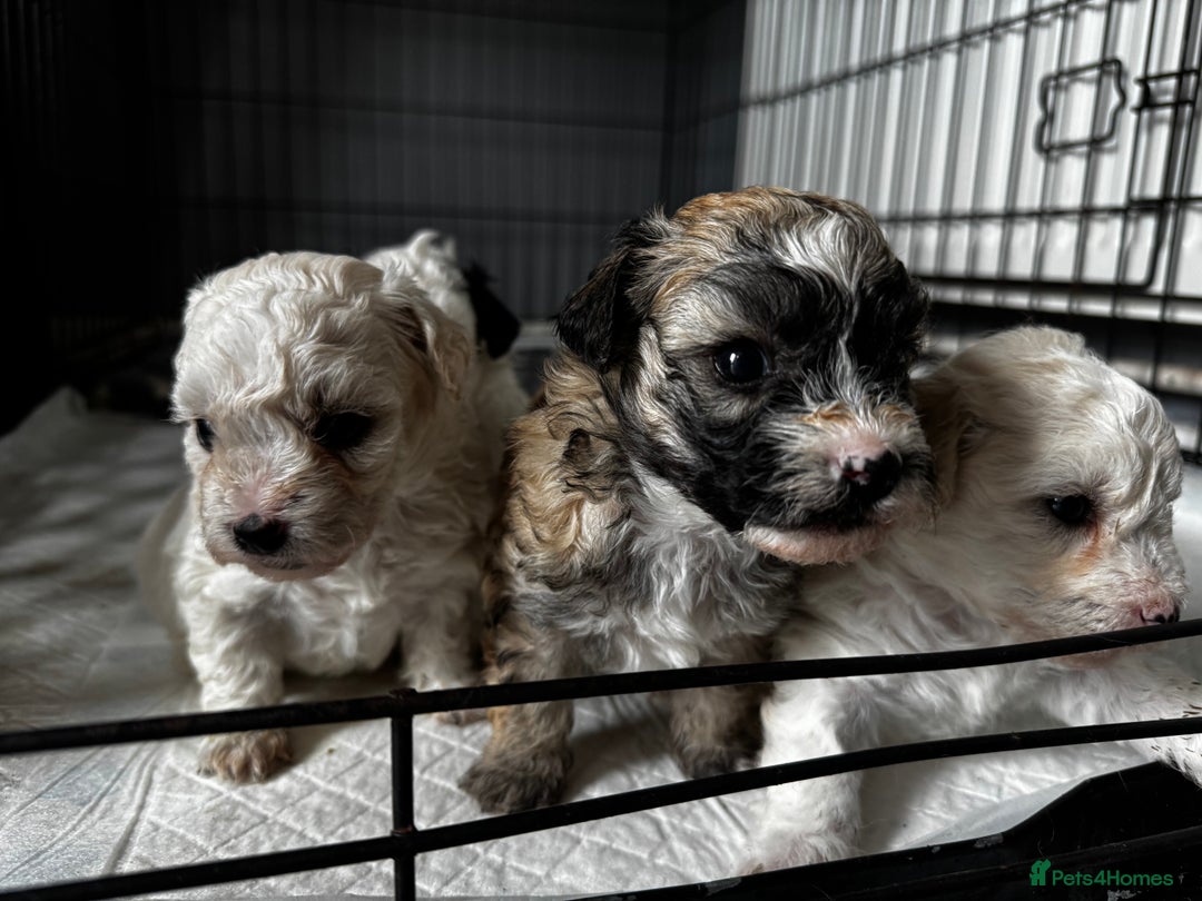 Shichon dogs for sale: 5 beautiful Shichon girls  - Image 9