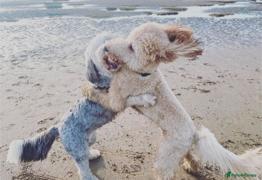 Sheepadoodle dogs Only 2 F1 sheepadoodles left  - Advert 1