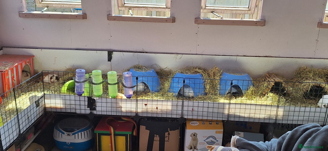 Guinea Pig rodents for sale: MEADOW SIDE CAVIES HEREFORDSHIRE  - Advert 24