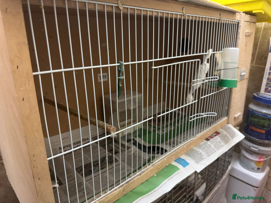 Budgerigars birds for sale: Budgies for sell - Advert 3