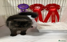 Persian cats for sale: Gccf hobby breeder - Image 12