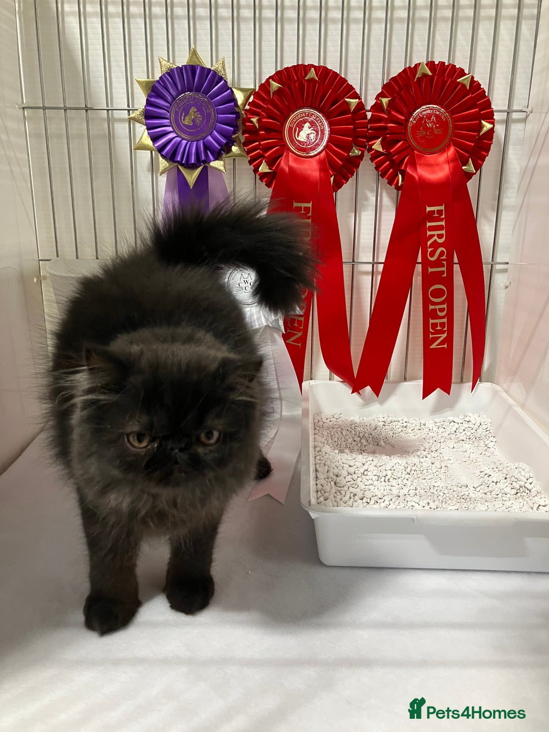 Persian cats for sale: Gccf hobby breeder - Image 12