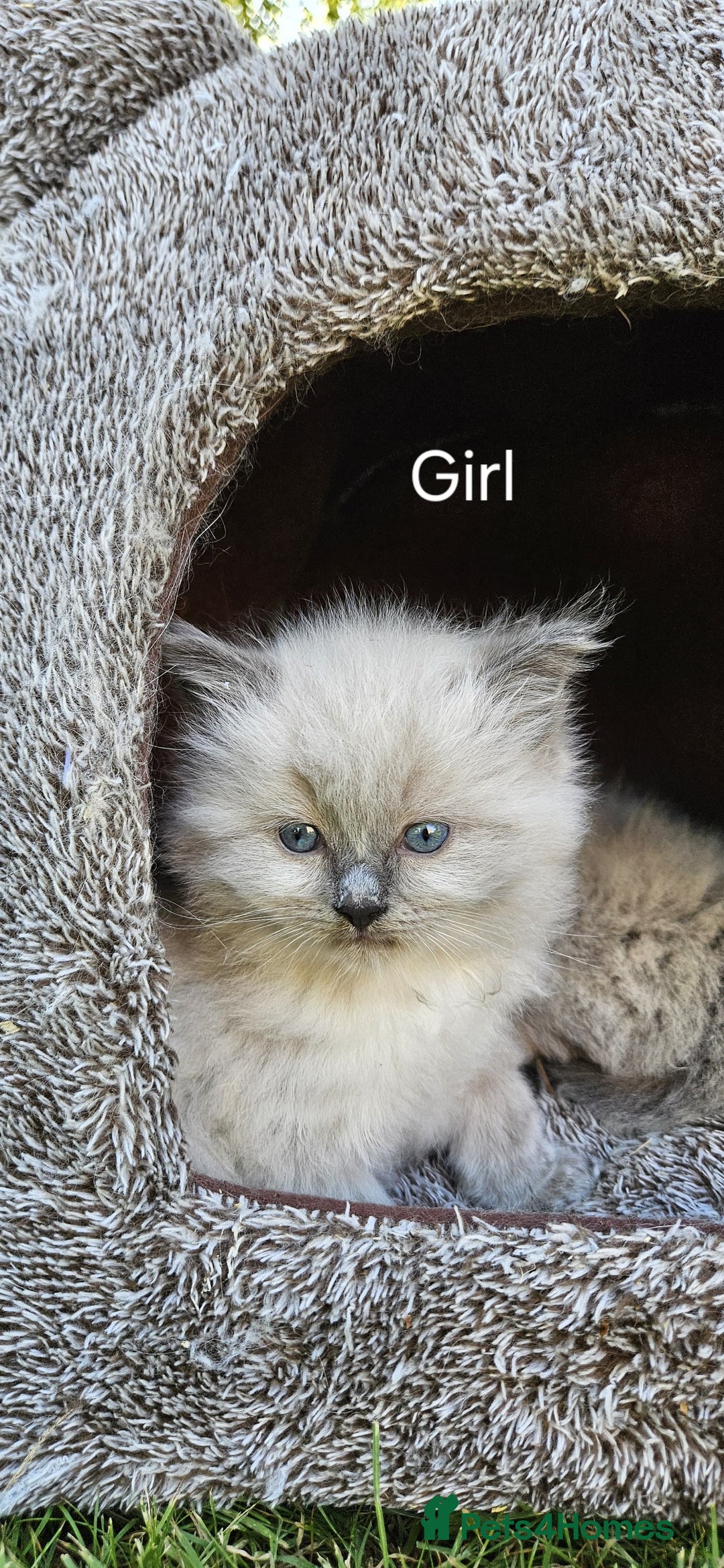 Ragdoll cats for sale: Pure Breed Ragdoll Kittens 1 Boy and 1 Girl - Image 6