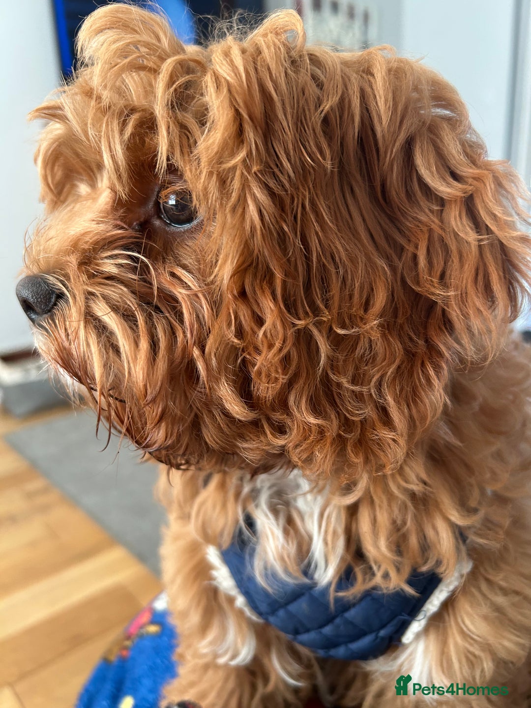 Cavapoo dogs for sale: Rehoming a Cavapoo boy 5 months old - Advert 6