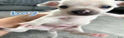 Chihuahua dogs for sale: 🐾Adorable chihuahua puppys ready!! - Advert 7