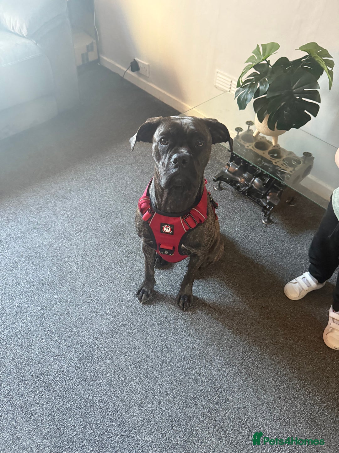 Mixed Breed dogs for sale: Cane corso cross boxer - Image 8
