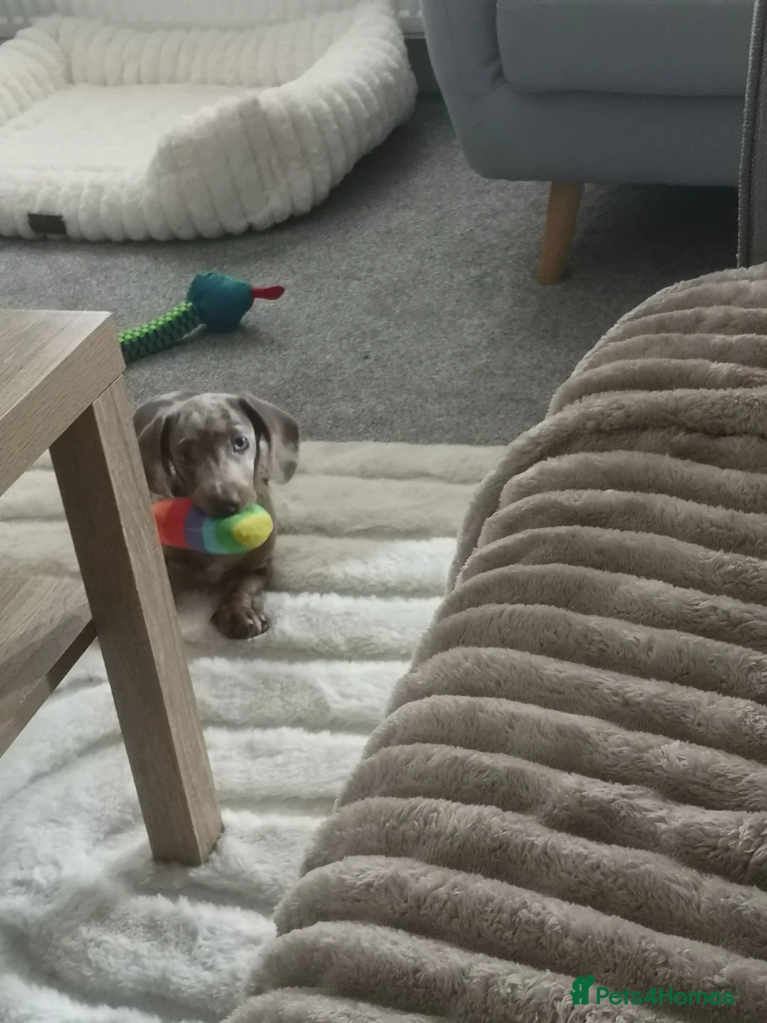 Dachshund dogs for sale: Pedigree miniature dachshund  - Advert 5