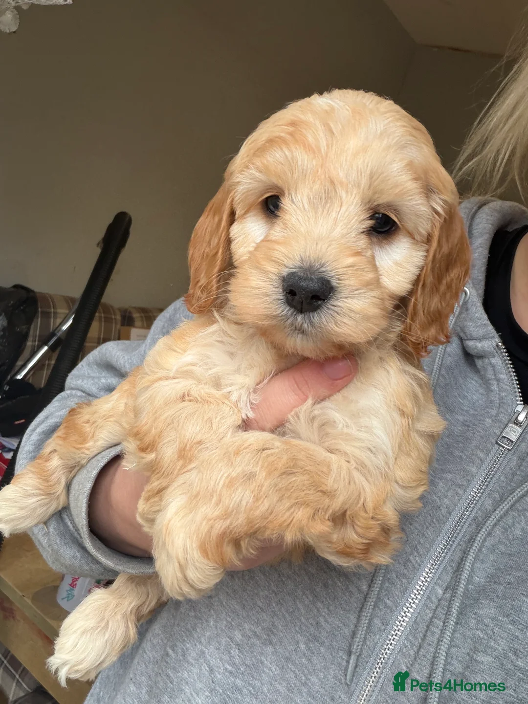 Cavapoo dogs for sale: 🐶💕 Cavapoo Puppies Ready for Cuddles! in Southampton - Advert 8