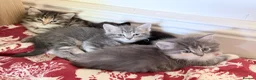 British Longhair cats for sale: Gorgeous British longhair Kittens - Advert 9