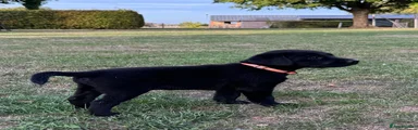 Labrador Retriever 1