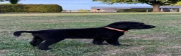 Labrador Retriever dogs for sale: Puppys For Forever Homes - Advert 11
