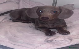Miniature Dachshund dogs for sale: 8 month miniature dachshund for sale - Image 2