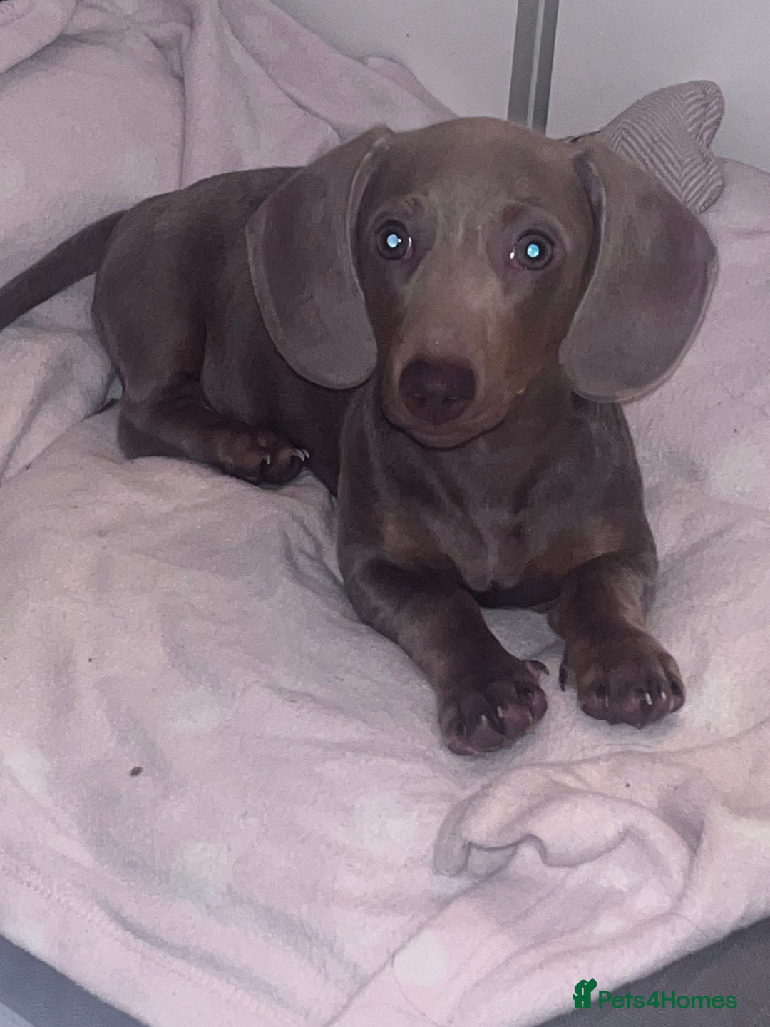 Miniature Dachshund dogs for sale: 8 month miniature dachshund for sale - Image 2