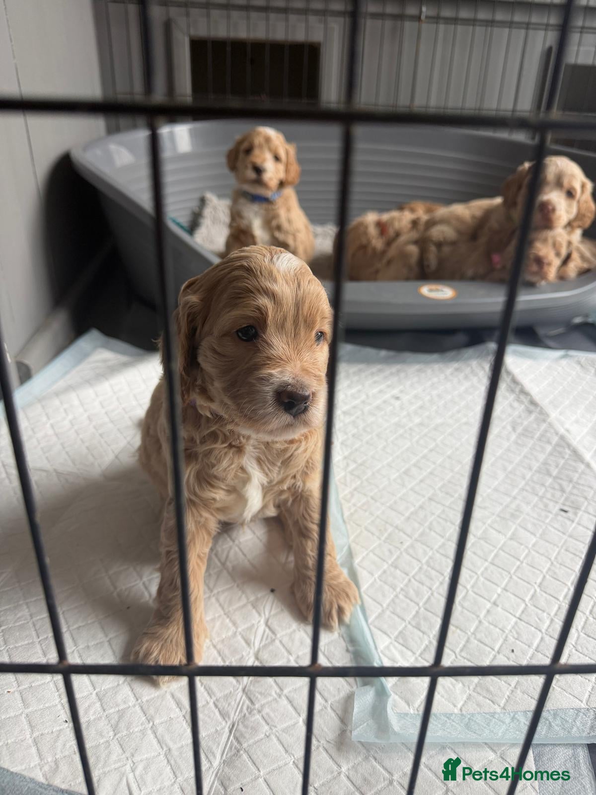 Cockapoo dogs 8 beautiful puppies - Advert 17