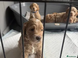 Cockapoo dogs 8 beautiful puppies - Advert 17