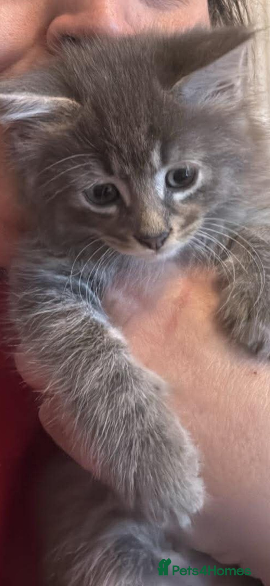 Mixed Breed cats Maine coon cross  - Advert 2