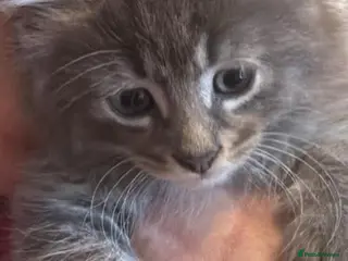 Mixed Breed cats Maine coon cross - Advert 15