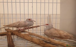 Doves birds for sale: 2 Diamond Doves for Sale - Image 1