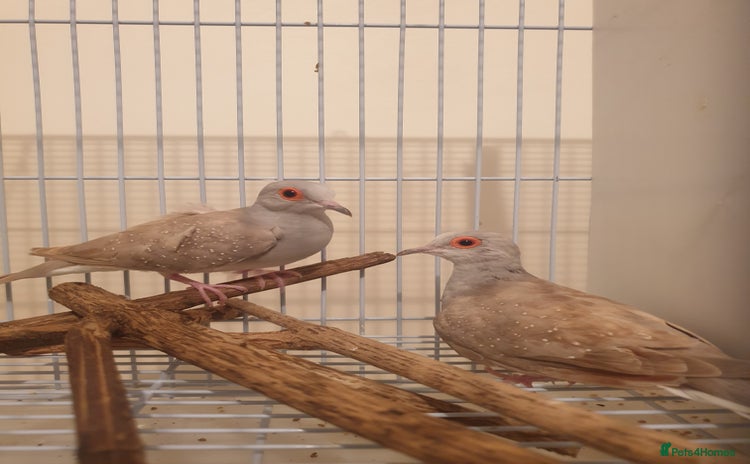 Doves birds - Advert 1