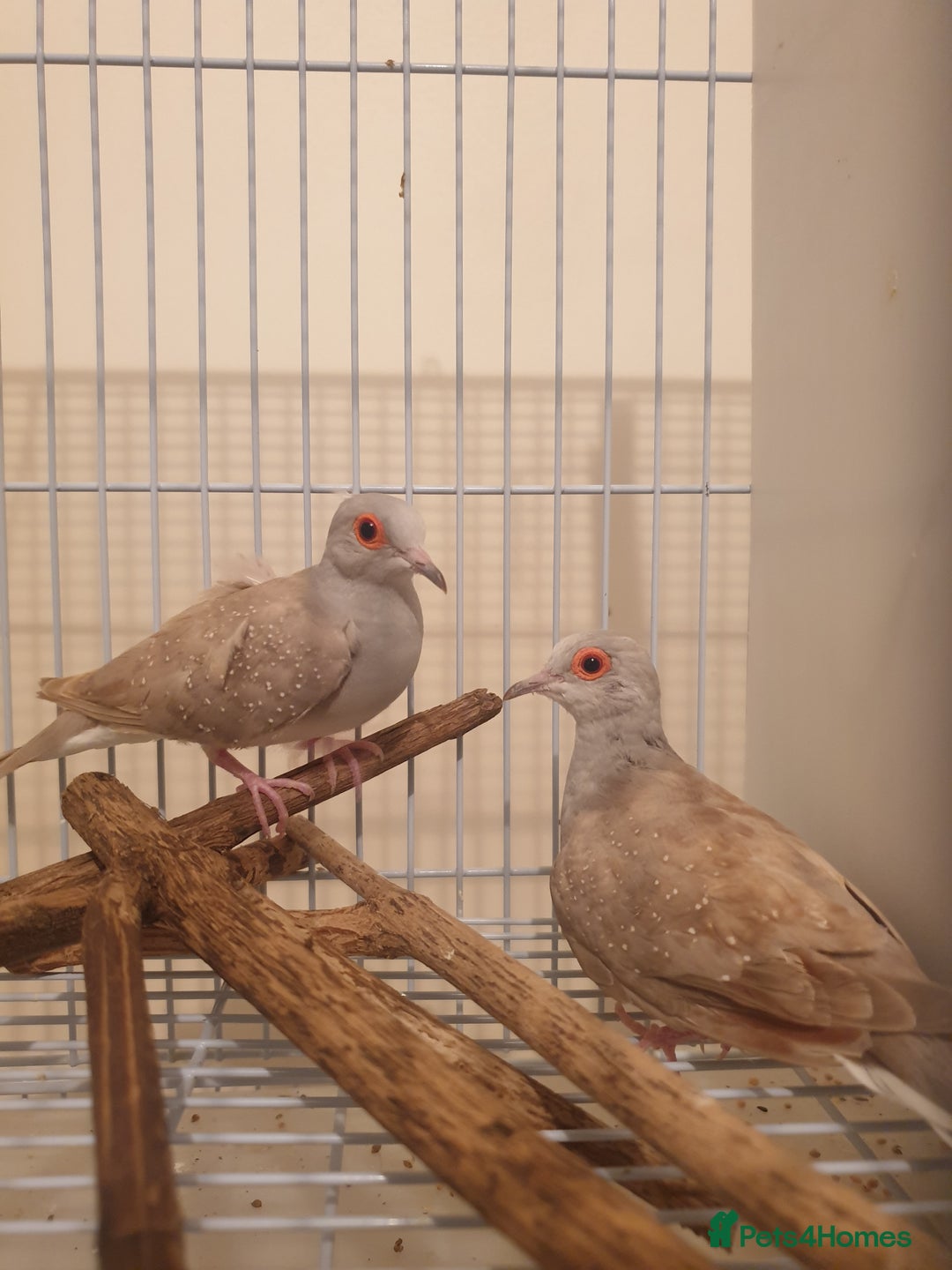 Doves birds for sale: 2 Diamond Doves for Sale - Image 1