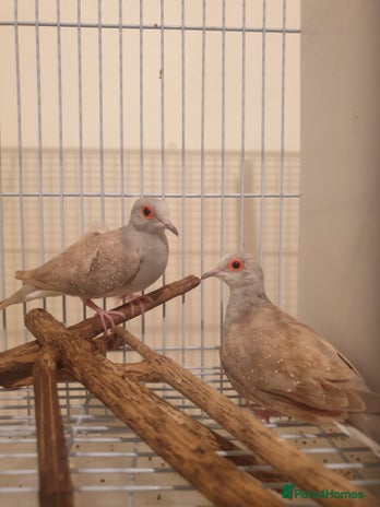 Doves birds - Advert 12