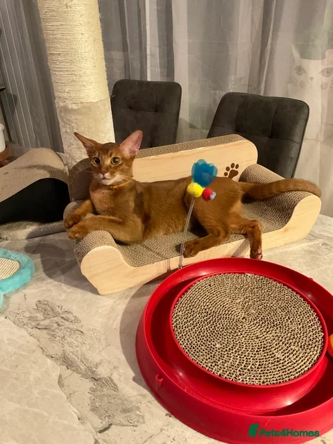 Abyssinian cats Abyssinian kitten looking for his new forever home - Advert 1