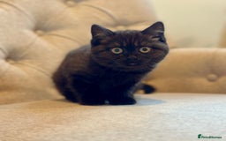 British Shorthair cats for sale: Superb British Short Hair kittens  in Bradford - Image 11