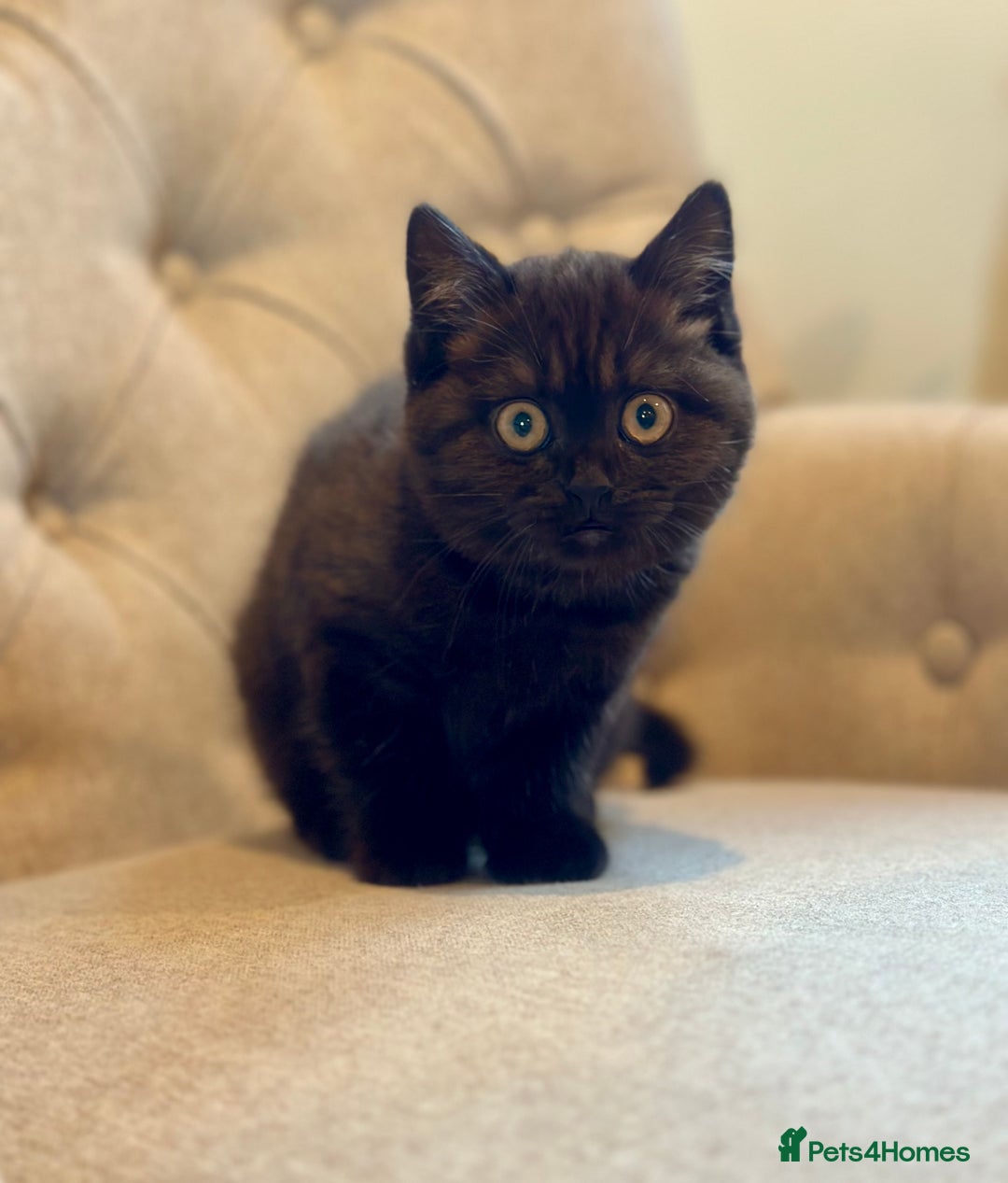 British Shorthair cats for sale: Superb British Short Hair kittens  in Bradford - Image 11