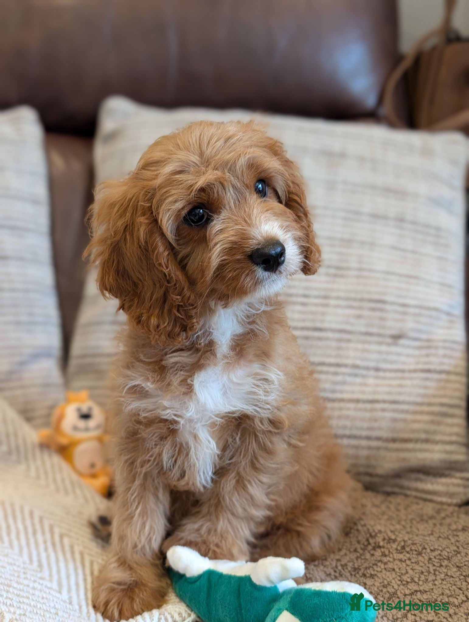 Cavapoo dogs ⭐⭐⭐⭐⭐ F1 Cavapoo puppies Health tested parents.  - Advert 1