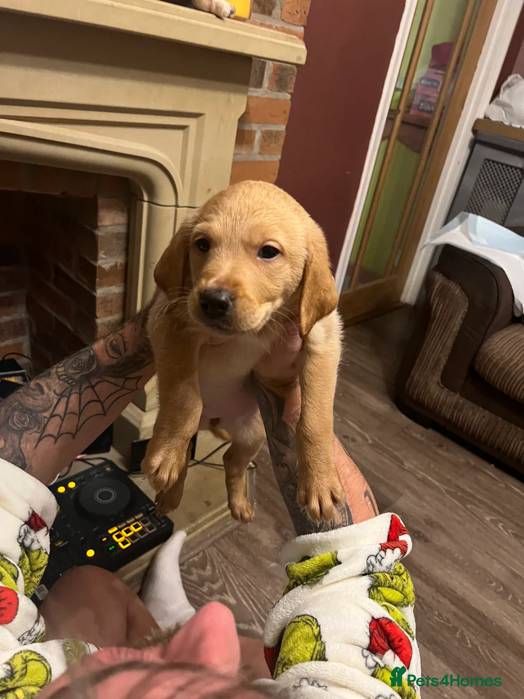 Labrador Retriever dogs for sale: Only one left KC Fox Red Labrador Puppies - Advert 6