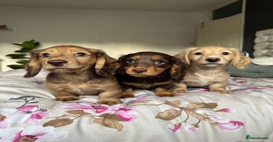 Dachshund dogs - Advert 13