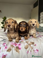 Dachshund dogs - Advert 13