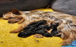 Yorkshire Terrier dogs for sale: Yorkie puppies - Image 7