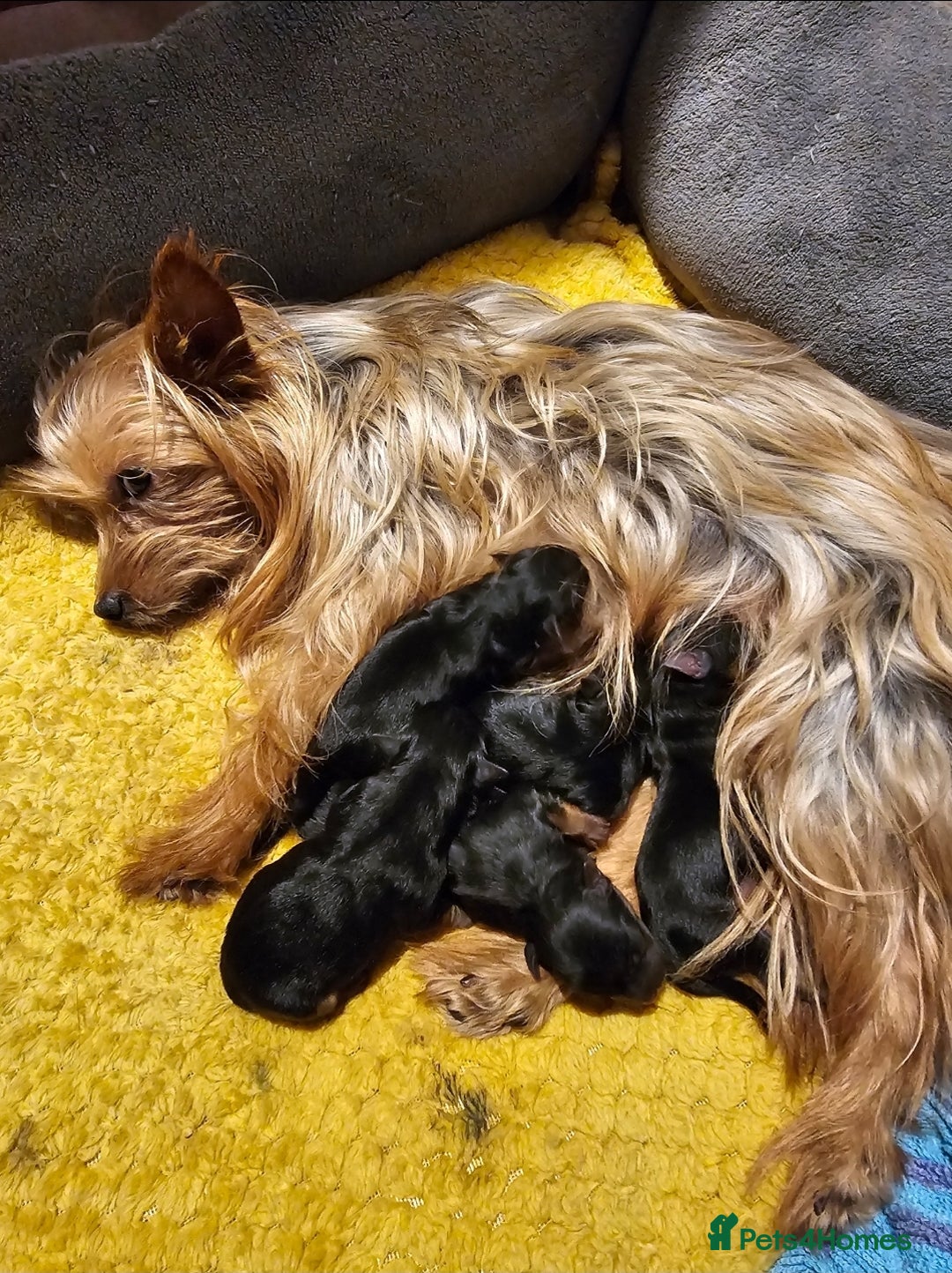 Yorkshire Terrier dogs for sale: Yorkie puppies - Image 7
