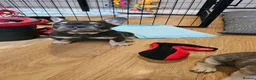 French Bulldog dogs for sale: Beautiful frenchies ready now - Advert 3