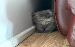 British Shorthair cats for sale: 2 british shorthair/longhair X Scottish fold boys  - Image 8