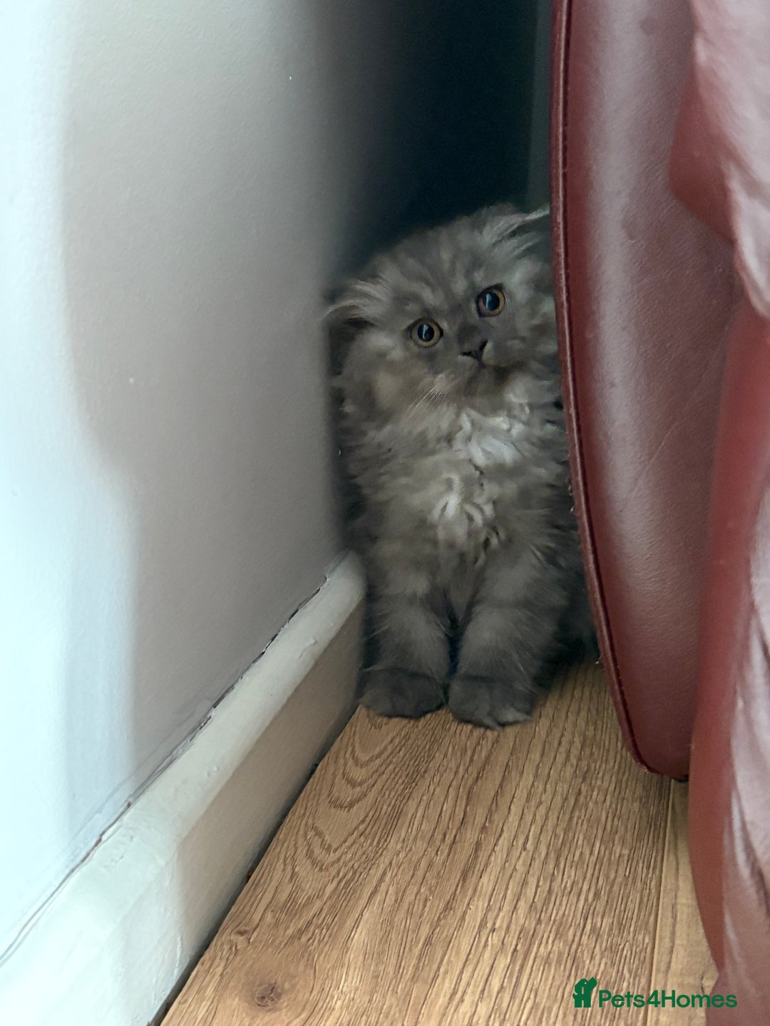 British Shorthair cats for sale: 2 british shorthair/longhair X Scottish fold boys  - Image 8