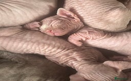 Sphynx cats for sale: Sphynx kittens  - Image 11