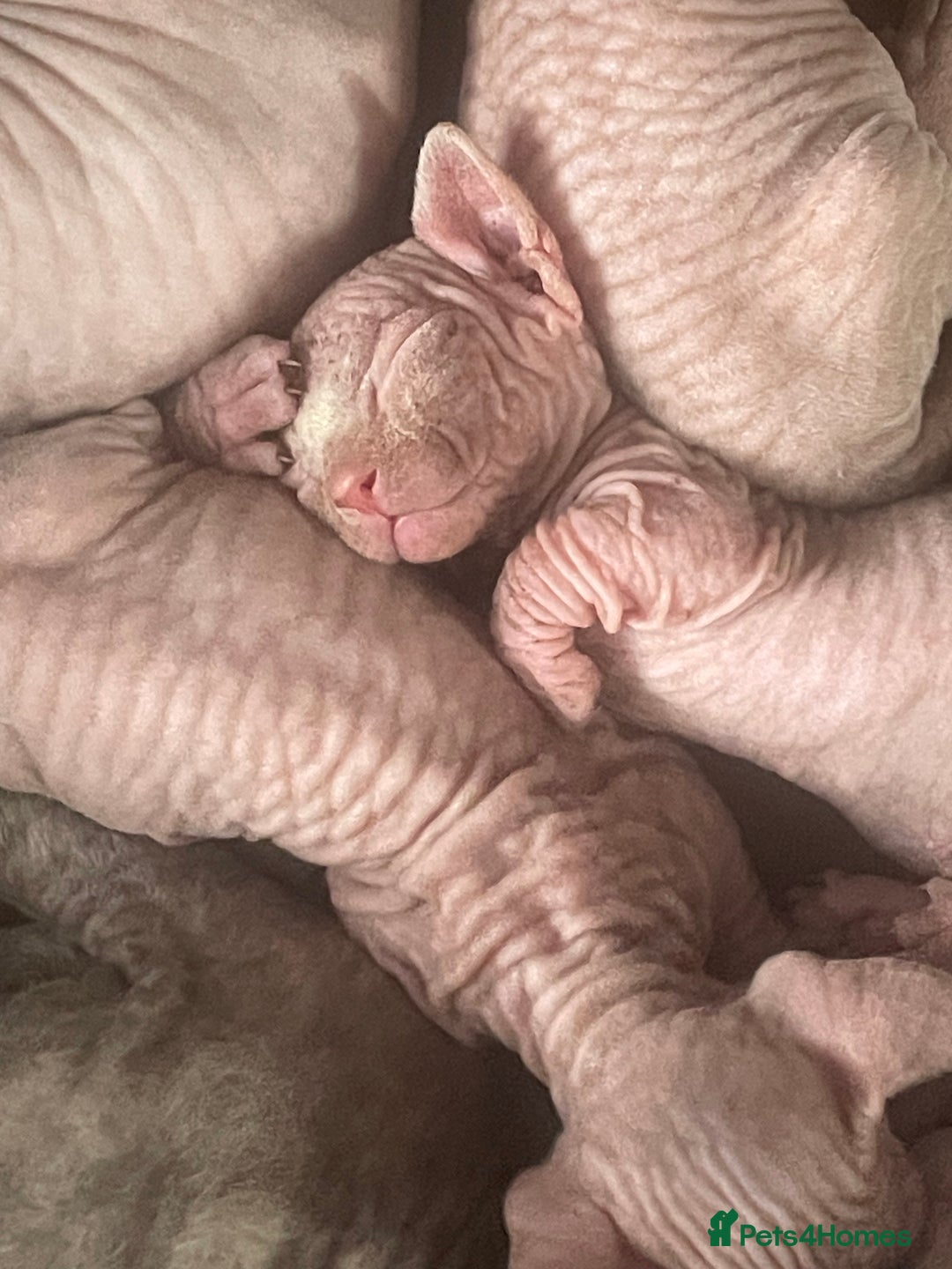 Sphynx cats for sale: Sphynx kittens  - Image 11