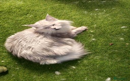 Maine Coon cats for sale: Neutered shaded Princess  - Image 6